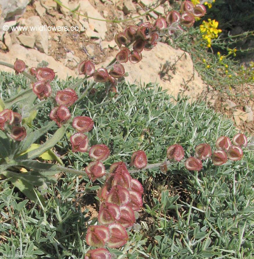 Paracaryum lithospermifolium